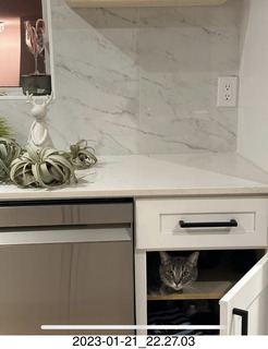 cat Potato in a cabinet