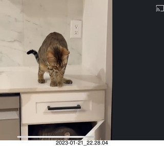 cat Potato in a cabinet with cat Pickle