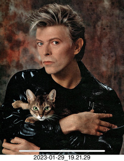 Facebook - David Bowie and cat