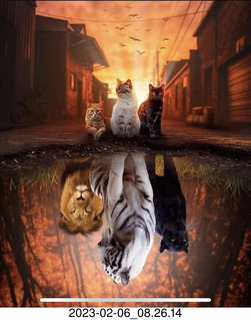 Facebook - cats reflected as tigers