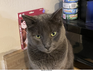 my cats Devin and Jane