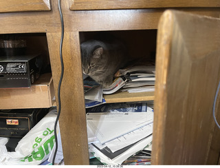 cat Potato hiding in my cabinet