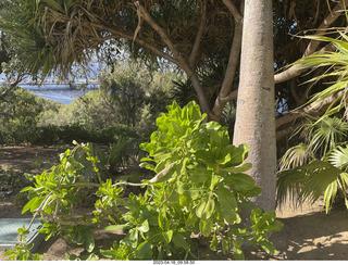 Astro Trails - Perth tour - Australian Botanical Garden