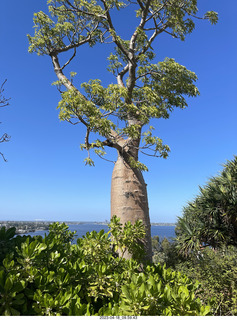 36 a1s. Astro Trails - Perth tour - Australian Botanical Garden - baobab