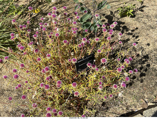 Astro Trails - Perth tour - Australian Botanical Garden flowers