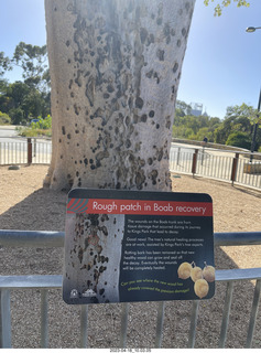 Astro Trails - Perth tour - Australian Botanical Garden - baobab tree