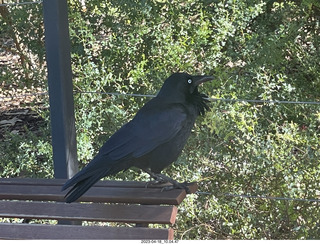 50 a1s. Astro Trails - Perth tour - Australian Botanical Garden - bird