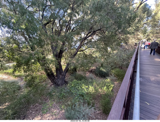 56 a1s. Astro Trails - Perth tour - Australian Botanical Garden - aerial walkway