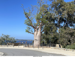 Astro Trails - Perth tour - Australian Botanical Garden - aerial walkway - baobab tree