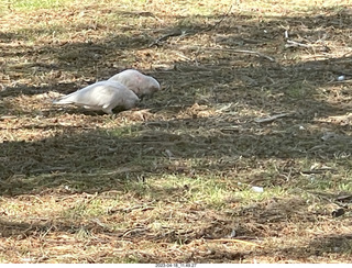 Astro Trails - Perth tour - birds