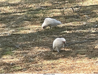 Astro Trails - Perth tour - birds