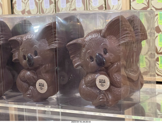 Astro Trails - wine-tasting tour - chocalate store - chocolate koala bears