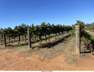 45 a1s. Astro Trails - wine-tasting tour - trees