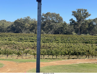 Astro Trails - wine-tasting tour - vineyard store - trees