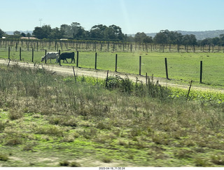 Astro Trails - wine-tasting tour - vineyard store - cows