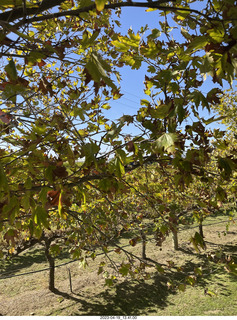 Astro Trails - wine-tasting tour - tree