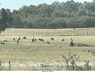 Astro Trails - wine-tasting tour - kangaroos (really)