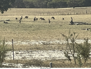 Astro Trails - wine-tasting tour - kangaroos (really)