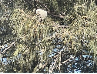 Astro Trails - wine-tasting tour - cockatoo bird