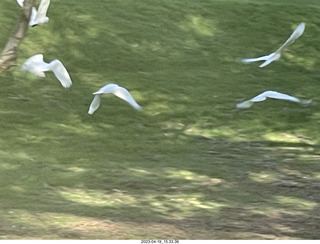 Astro Trails - wine-tasting tour - cockatoo birds in flight