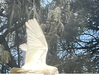 Astro Trails - wine-tasting tour - cockatoo bird in flight