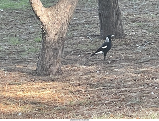 Astro Trails - wine-tasting tour - black and white bird