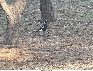 Astro Trails - wine-tasting tour - black and white bird