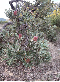 250 a1s. Astro Trails - Australia - rest stop - fruits