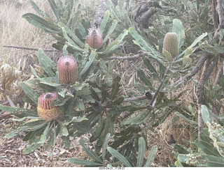 253 a1s. Astro Trails - Australia - rest stop - fruits