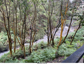 241 a1s. New Zealand - Hell's Gate - mud and thermal walk - waterfall