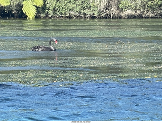 New Zealand - Huka Falls River Cruise + black swan