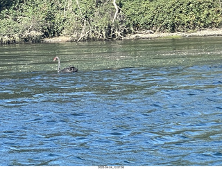 68 a1s. New Zealand - Huka Falls River Cruise + black swan