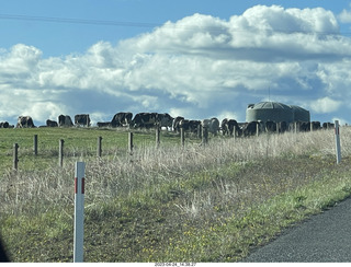 New Zealand - driving - cows