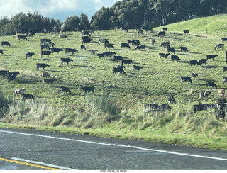 New Zealand - driving - cows