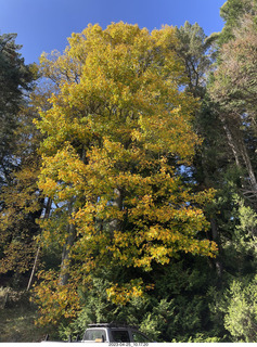 New Zealand - cultural center for breakfast - autumn foliage