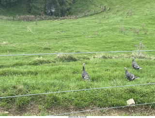 88 a1s. New Zealand - Spellbound Glowworm & Cave Tours - down to the cave - birds