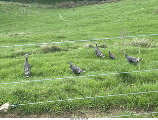 89 a1s. New Zealand - Spellbound Glowworm & Cave Tours - down to the cave - birds