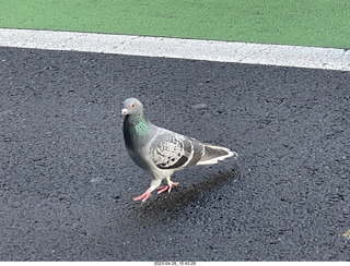 New Zealand - Auckland - pigeon, just like home