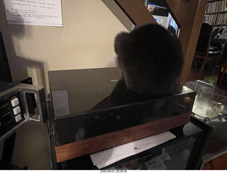 my cat Jane on my Linn turntable