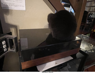 my cat Jane on top of my Linn turntable