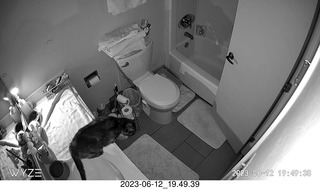 my cat Devin in my cat Miss Pris's space