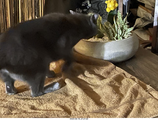 my cat Jane explores the cactus arrangement