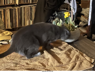 my cat Jane and my new-plants cactus planter