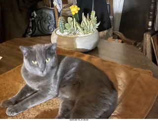 my cat Jane and my new-plants cactus planter