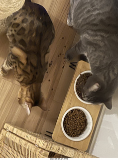 full foodbowls - cats Pickle and Potato