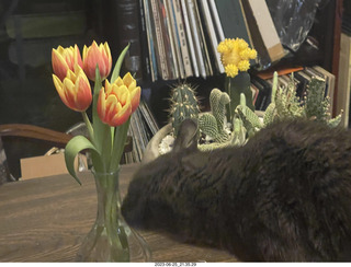 my cat Jane and my new flowers