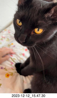 273 a20. Facebook - beautiful black cat