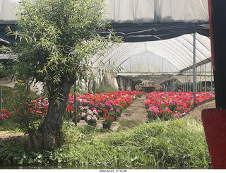 34 a24. Mexico City - Xochimilco Boat Trip - flowers