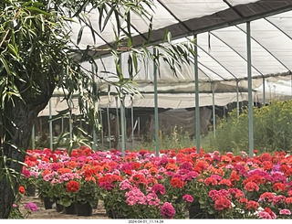 35 a24. Mexico City - Xochimilco Boat Trip - flower