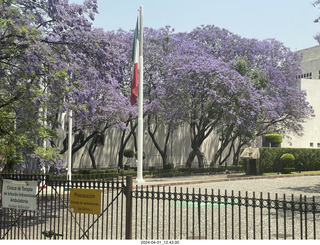 Mexico City - Coyoacan - jacaranda trees